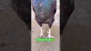 Strongest Rooster Ever