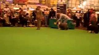 Crufts 2007