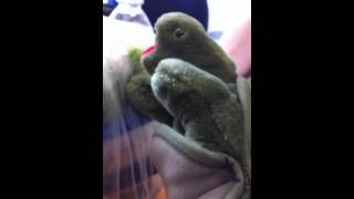 Turtle Puppet