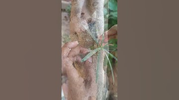 Grafting simple method #grafting #budding #shortsvideo
