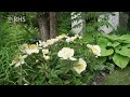 How to create a shade garden  take home chelsea  the rhs