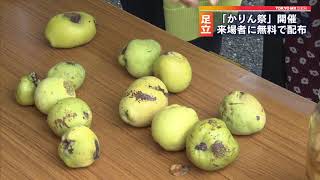 収穫期迎え無料配布　「かりん祭」