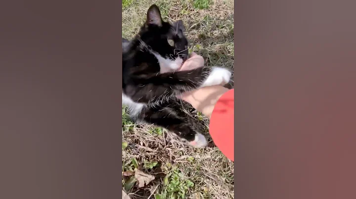 Video 2513821: catlover funnycatvideos kitten, funnycatvideos cats catlover, cats catlover kitten cute, cats kitten funny catlover, playful kitten cute funnycatvideos