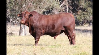 Lot 2 - Glen Leigh Red Corvette R130 (PP)