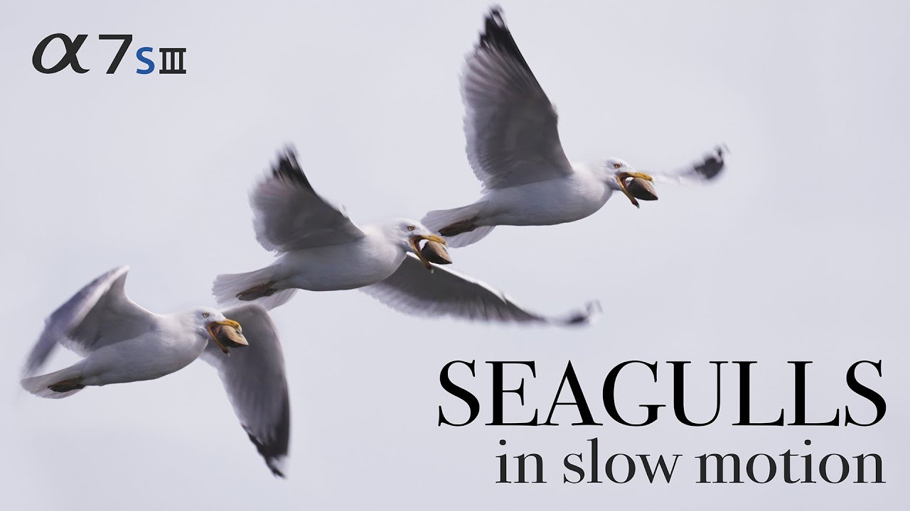 【野生动物纪录】慢镜头下海鸥捕食贝类的罕见画面 | SONY A7S3 | 4K 120 FPS