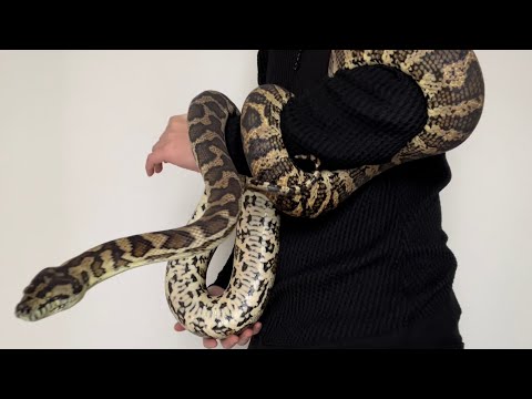 2mオーバーのカーペットパイソン 。太くて重くてハンドリングも一苦労。-2m over carpet python. Heavy and difficult to handle.