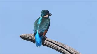 Ijsvogels Diependal Augustus 2022