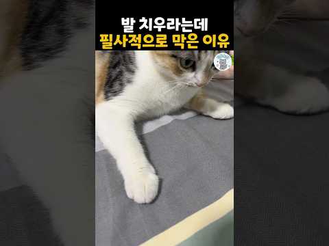 발 치우라는데 필사적으로 막은 이유 #더빙농장 #동물더빙 #funnyanimals #웃긴동물 #고양이 #dubbingfarm thumbnail