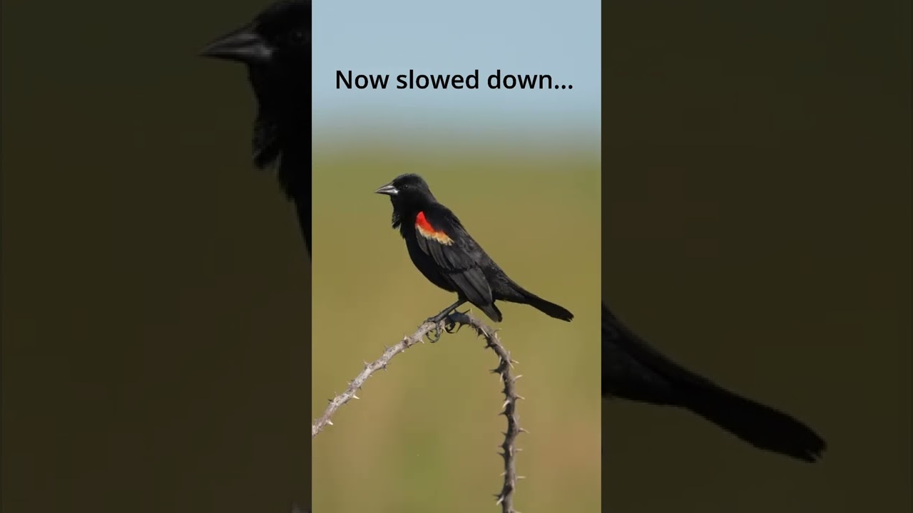 Have ever heard a red-winged blackbird’s call? Check it out in real time and slowed down!