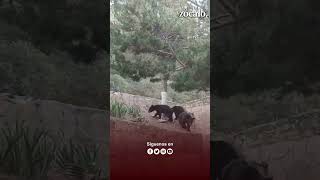 Familia de osos se lleva carnita asada en Arteaga, Coahuila