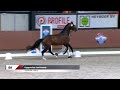 Cappuccino van paemel casall x darco x randel z nrps goedgekeurde ponyhengst springen 2023