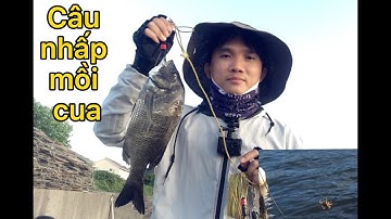 Câu Nhấp cá tráp bằng mồi cua - Trần Gia Youtube