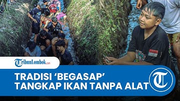 Uniknya Tradisi Begasap di Desa Anjani, Tangkap Ikan Tanpa Alat Saat Musim Kemarau