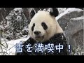 1/6リーリーも雪が楽しくて鳴き声連発中！giantpanda @tokyo 上野動物園