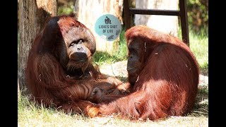 Orangutan Kevin Long Calls