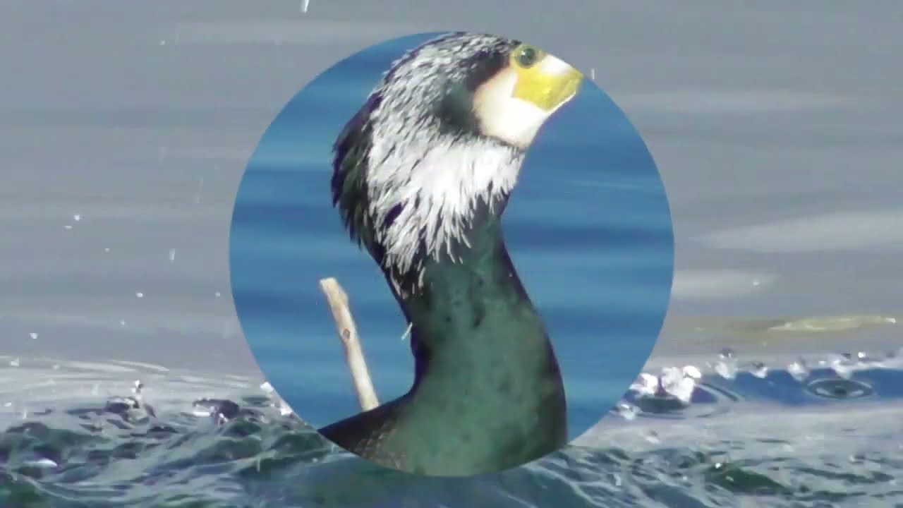 Cormorants at the end of winter ; Kormorane am Ende des Winters ; Cormorani la sfârșitul iernii