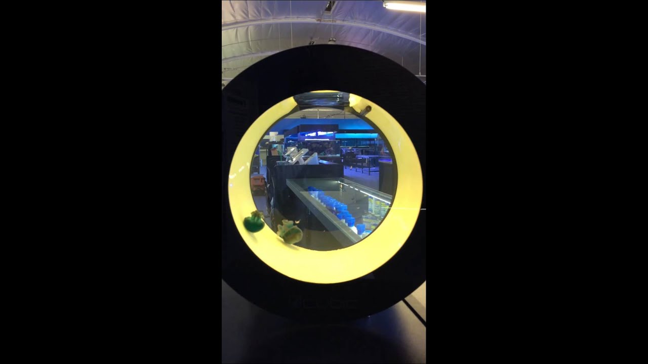 LAX AQUARIUM Cubic Orbit 20 Jellyfish Aquarium Tank OFFICIAL RETAILER YouTube