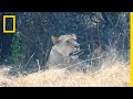 Coexisting With the Lions of Botswana | National Geographic