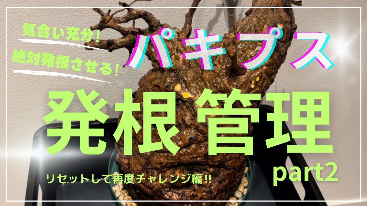 パキプス発根管理‼️動きがない株をリセットすることに❗️果たして
