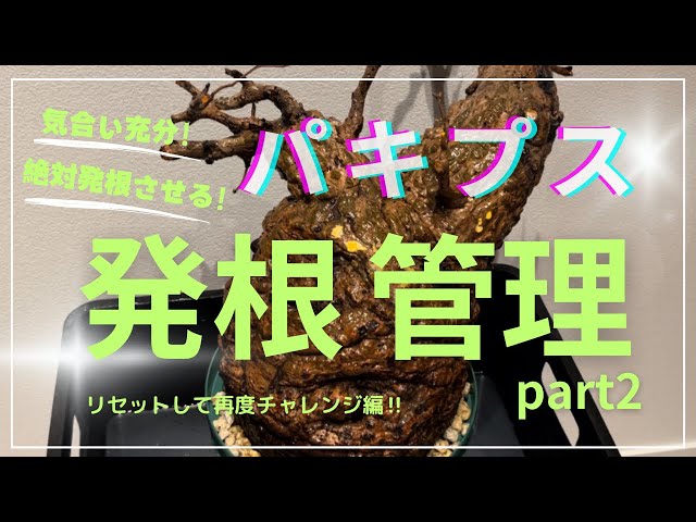 パキプス発根管理‼️動きがない株をリセットすることに❗️果たして