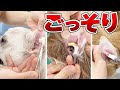 【スッキリ】ワンちゃんの巨大耳垢をごっそりお掃除  Vol.54