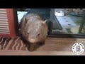 Wombat Veg wants in!