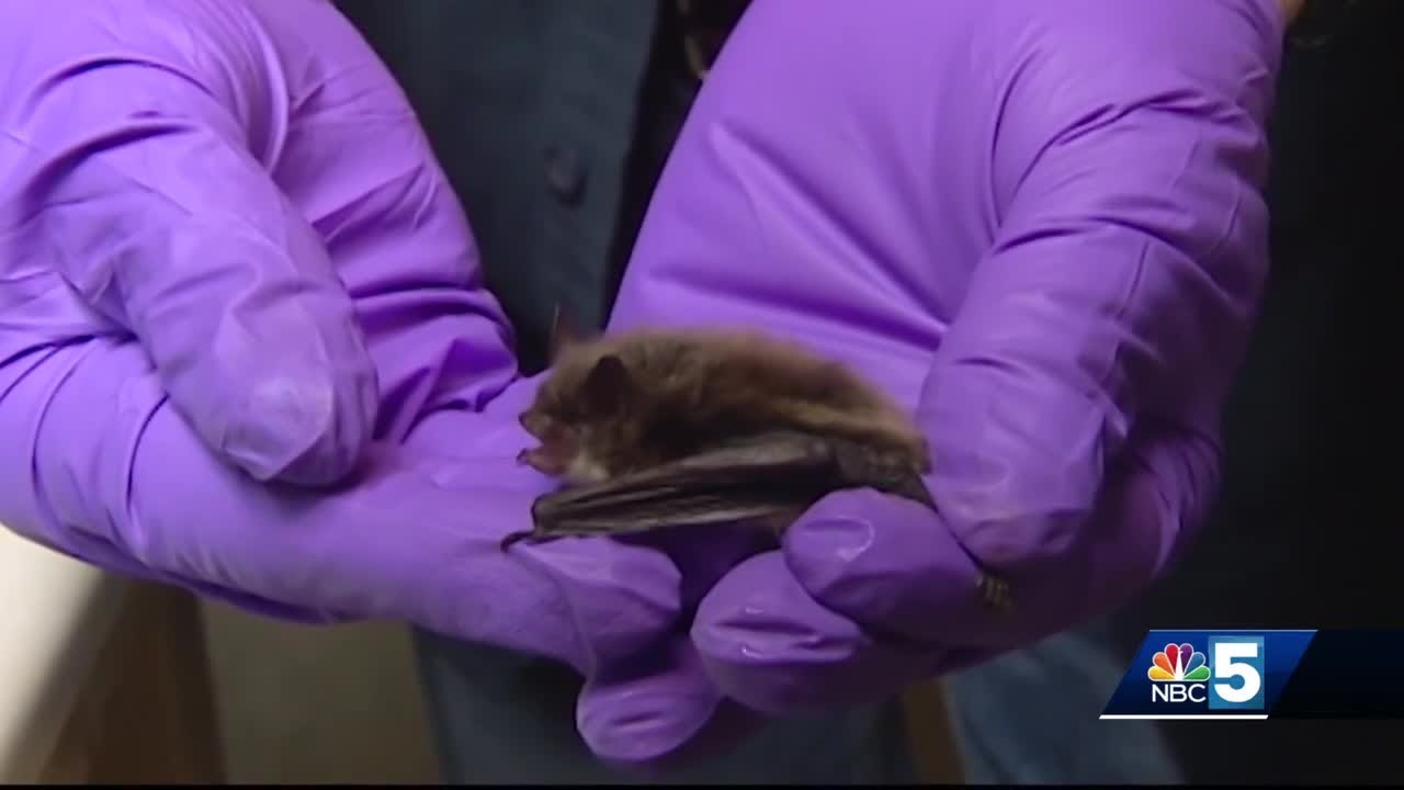 What Is A Bat House Experts Push Habitat Preservation For Bat Week what-is-a-bat-house-experts-push-habitat-preservation-for-bat-week