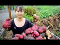Harvest 22Kgs Of Sour Fruit Garcinia Cowa Goes To Market Sell Grow Eggplant New Free Bushcraft 