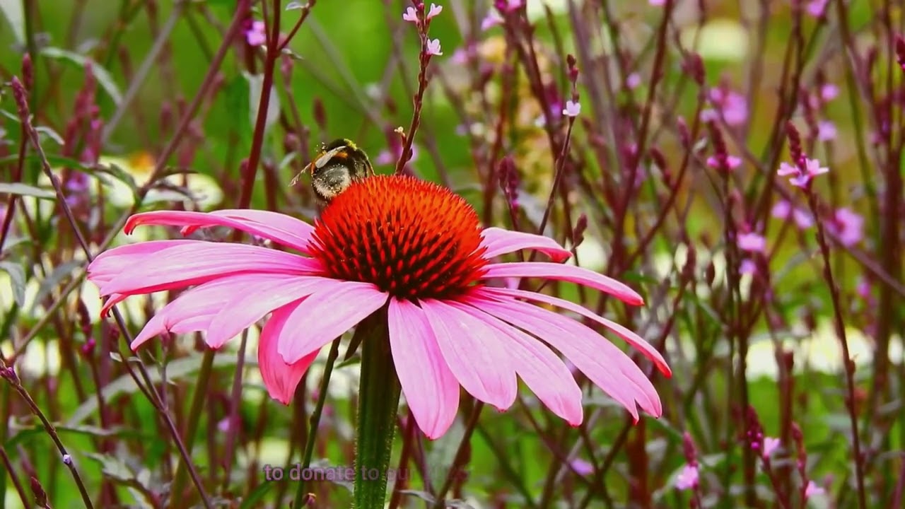 Love bees? Stop greenwashing of "pollinator friendly" plants 2025