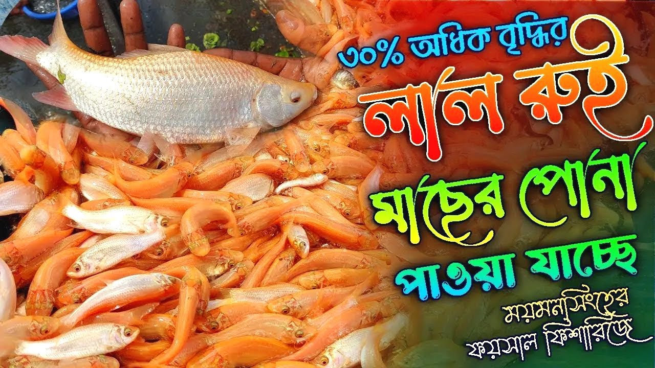 লাল রুই মাছ চাষ পদ্ধতি | লাল রুই মাছের পোনা | সুবর্ণ রুই | Lal rui ...