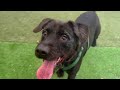 Scraggles video