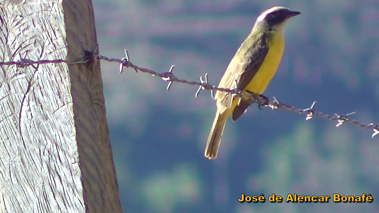 Myiozetetes similis; Social flycatcher; Bemtevizinho
