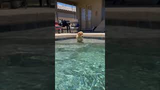 Precious Puppy Jumps in Pool and Swims toward Owner