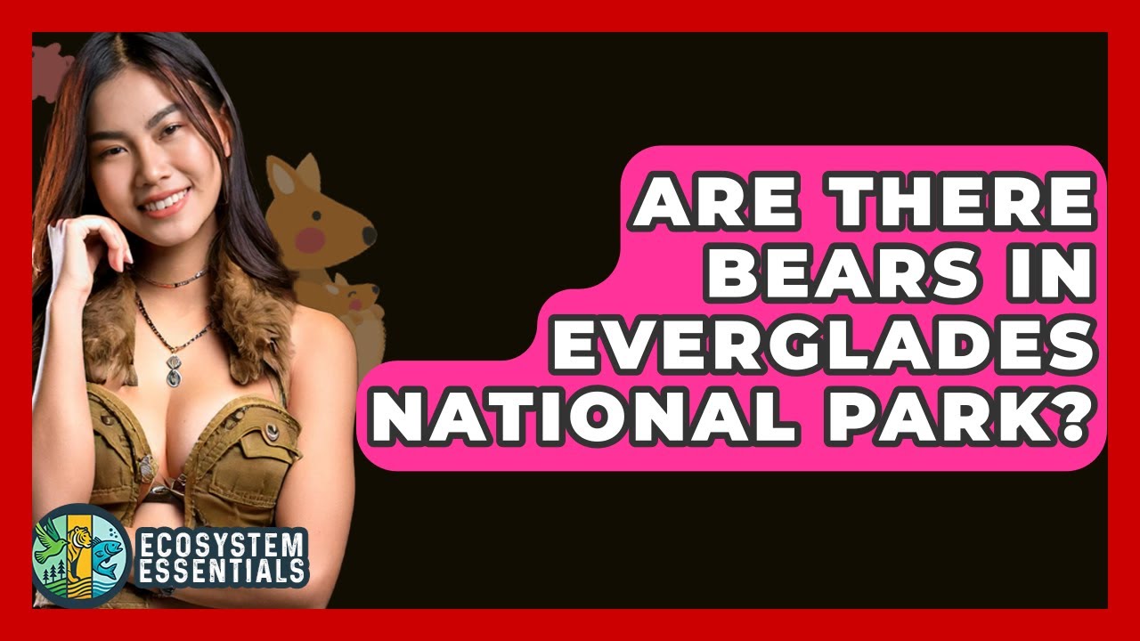 Are There Bears In Everglades National Park? - Ecosystem Essentials