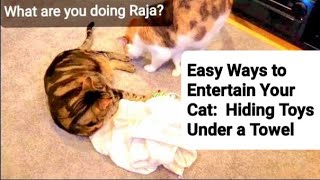 Cat Reaction:  Hiding Toys Under a Towel 😹 by Frolicking Felines 203 views 5 months ago 1 minute, 14 seconds