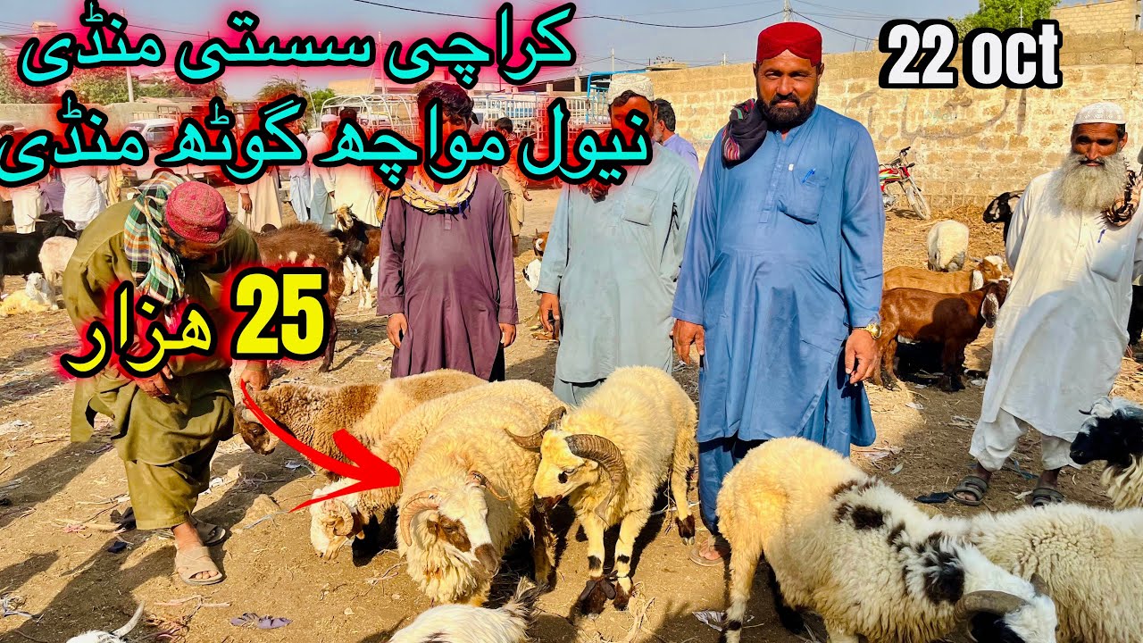Karachi sasti bakra mandi | Naval moach goth mandi latest final rate update | نیول مواچھ گوٹھ منڈی 