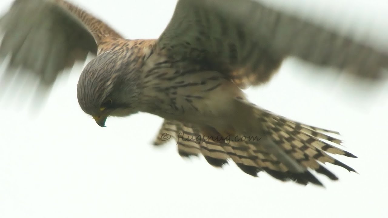 Kestrel hover slo mo  how to really control the wind
