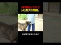 5年間飼い主に触らせなかった黒犬の物語