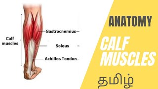 Calf Muscles Anatomy in Tamil | 3D Animation Lecture | Gastrocnemius Soleus & Plantaris Anatomy