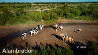 288 Lobo el alambrador (San Luis) - Estancias y Tradiciones