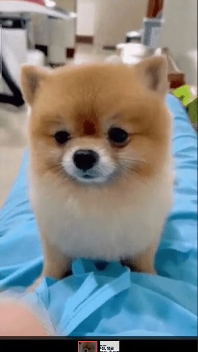 #shorts 내가 귀 보여줄께 ㅋㅋㅋ