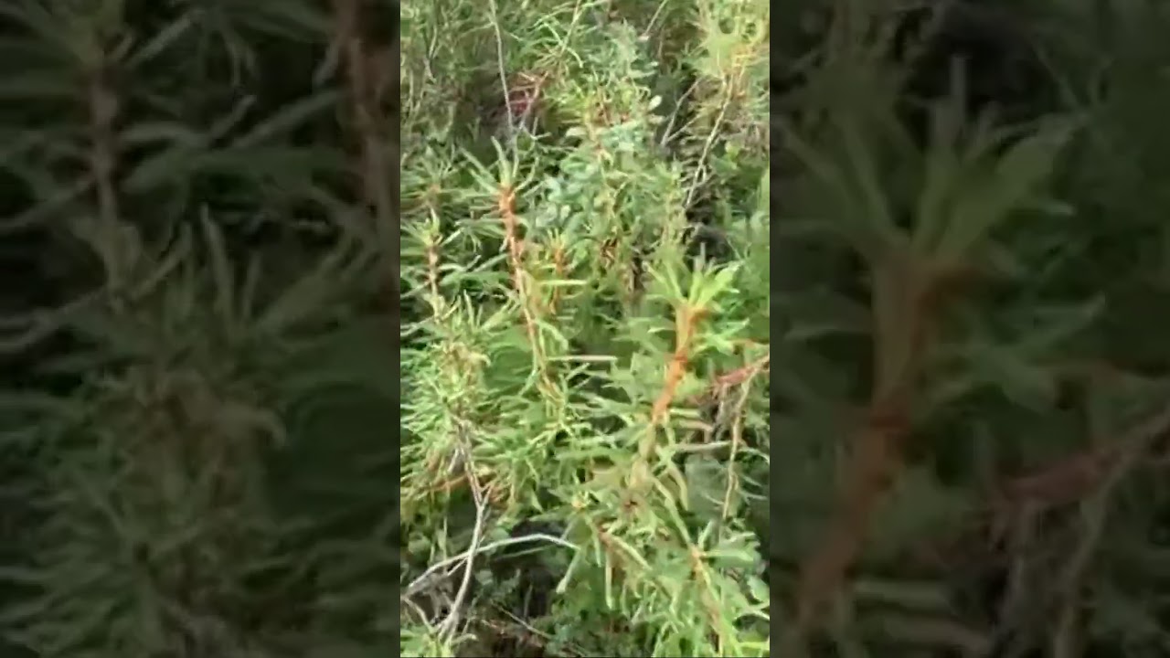 ДУРМАН ТРАВА или БАГУЛЬНИК | ЕСЛИ ПОДАРИТЬ ДЕВУШКЕ ЦВЕТЫ И ПОЛОЖИТЬ ЭТУ ТРАВУ,ТО ОНА БУДЕТ ВАШЕЙ