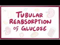 Tubular reabsorption of glucose - renal physiology
