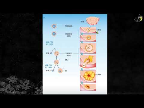 高中生物  人類生殖細胞形成