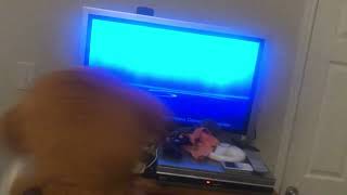 Dave The Monkey Watches The Sphe Logo Twice