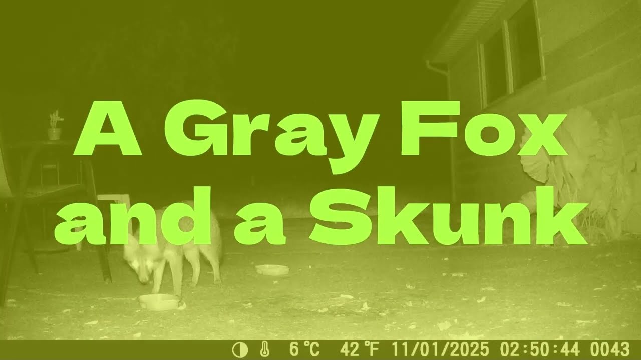 A Gray Fox and a Skunk: A Trail Cam Video