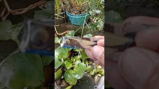 Cepitan Kuku Cdanur Eceng Gondokjangkuanluas sorotanpublik