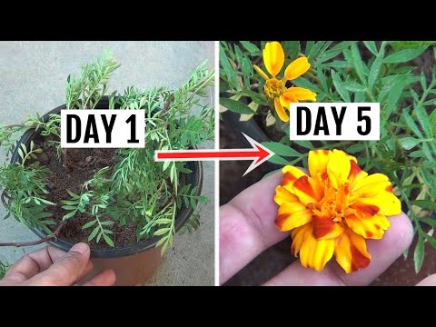 FASTEST Way to Get Blooms on Marigold [in Just 5 Days]