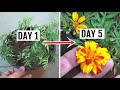 FASTEST Way to Get Blooms on Marigold [in Just 5 Days]