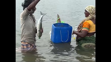 Bottle Trap & Maida Flour Method for Monster Mullet Fishing